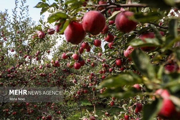 National Apple Festival to be Held in Shirvan to Support Orchards and Market Development